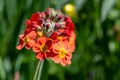 Candelabra primrose (primula bulleyana