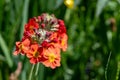 Candelabra primrose (primula bulleyana