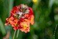 Candelabra primrose (primula bulleyana