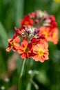 Candelabra primrose (primula bulleyana