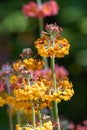 Candelabra primrose (primula bulleyana) flowers