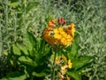 Candelabra Primrose (Primula bulleyana) growing and blooming with attractive whorls of golden-yellow flowers