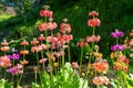 Candelabra primroses (primula bulleyana