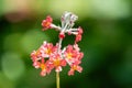 Candelabra primroses (primula bulleyana