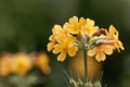 The candelabra primula Primula bulleyana