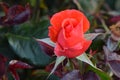 Candelabra Rosebud Flower 01 Royalty Free Stock Photo