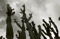 Candelabra tree, Euphorbia ingens, Getty Garden Royalty Free Stock Photo