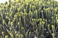 Candelabra tree in flower, Kenya