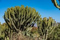 Candelabra Trees Euphorbia candelabrum near Wukro Cherkos in Ethiopia