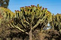 Candelabra Trees Euphorbia candelabrum near Wukro Cherkos in Ethiopia