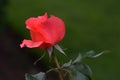 Candelabra Pink Rosebud on Stem with Leaf Royalty Free Stock Photo