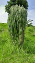 Candelabrum spurge - Euphorbia candelabrum, cactus, Royalty Free Stock Photo