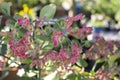 Candelilla, Tall slipper plant or Slipper spurge bloom in the garden.