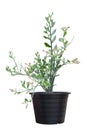 Candelilla, Tall slipper plant or Slipper spurge bloom in pot isolated on white background.