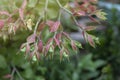 Candelilla, Tall slipper plant or Slipper spurge with sunlight in the garden.