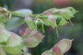 Candelilla, Tall slipper plant or Slipper spurge bloom in the garden.