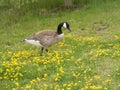 Candian Goose in Yellow Flowers Royalty Free Stock Photo