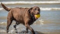 Candid closeup portrait of Chocolate lab dog playing at the beach