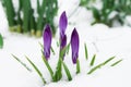 Candid delicate flowers purple crocus on snow Royalty Free Stock Photo