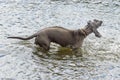 Candid photograph of a dog rinsing out the water from its body