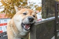 Candid photograph of a dog trying to eat a wooden slab