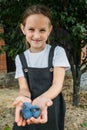 Candid portrait of preschooler girl in plum tree orchard. Girl holding fresh plums. Kids picking and eating fruit at Royalty Free Stock Photo