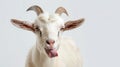 amusing close-up portrait of a white goat showing its tongue, isolated on white