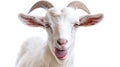 quirky white goat showing tongue in close-up portrait on white Royalty Free Stock Photo