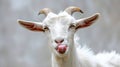 tongue-out action of a white goat in a close-up shot, isolated on white