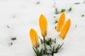 Candid primroses flowers yellow crocus closeup