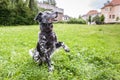 Candid shot of a dog in the midst of a green grassland