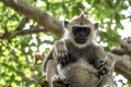 Sleeping gray langur monkey ape on tree Royalty Free Stock Photo