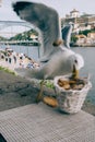 Candid shot of seagull in Porto downtown, Portugal taking a bread basket
