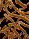 Candida albicans Royalty Free Stock Photo