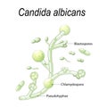 Candida albicans