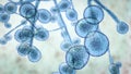 Candida auris fungi