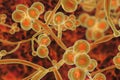 Candida auris fungi, emerging multidrug resistant fungus