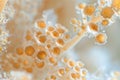 Candida Auris Macro Photo, a Pathogenic Fungus Microorganism, Pathogen Superbug, Urinary Infection