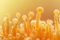 Candida Auris Macro Photo, a Pathogenic Fungus Microorganism, Pathogen Superbug, Urinary Infection