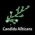 Candida. Candidiasis. Infographics. Vector illustration on isolated background.