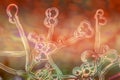 Candida fungi, 3D illustration Royalty Free Stock Photo