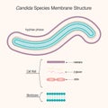 Candida species membrane structure