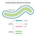 Candida species membrane structure