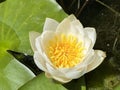 Candida waterlily / Nymphaea candida, Nymphaea alba subsp. candida / Dwarf White Water Lily, Small White Water Lily Royalty Free Stock Photo