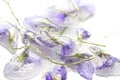 Candied violet flowers