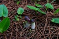 candilito or "Arisarum simorrhinum" wild plant with out-of-focus background