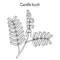 Candle bush Cassia, or senna alata , ornamental and medicinal plant