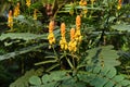 Candle bush flowers