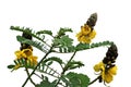 Candle Bush flowers