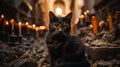 A cat sitting on rocks and candle flickers in church